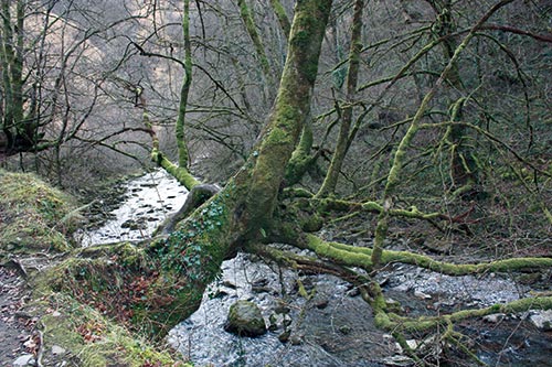 Los árboles enraizados en las orillas de los ríos protegen frente a fuertes avenidas de agua.