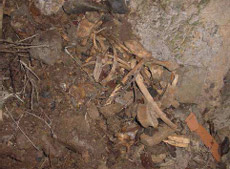 Concentracin de restos humanos pertenecientes al Individuo 1 localizados in situ.