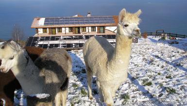 Les Llamas