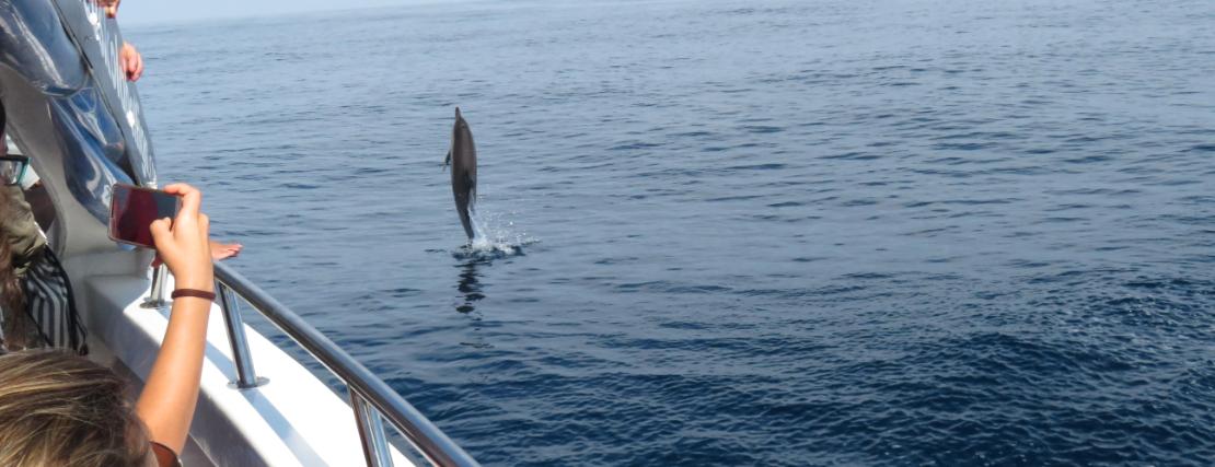 D�nde avistar ballenas y delfines en la Costa Vasca