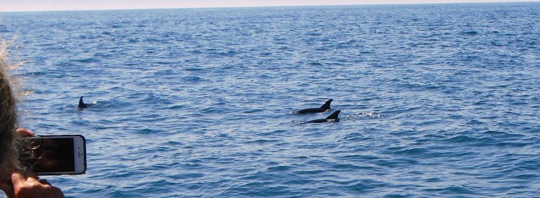 D�nde avistar ballenas y delfines en la Costa Vasca