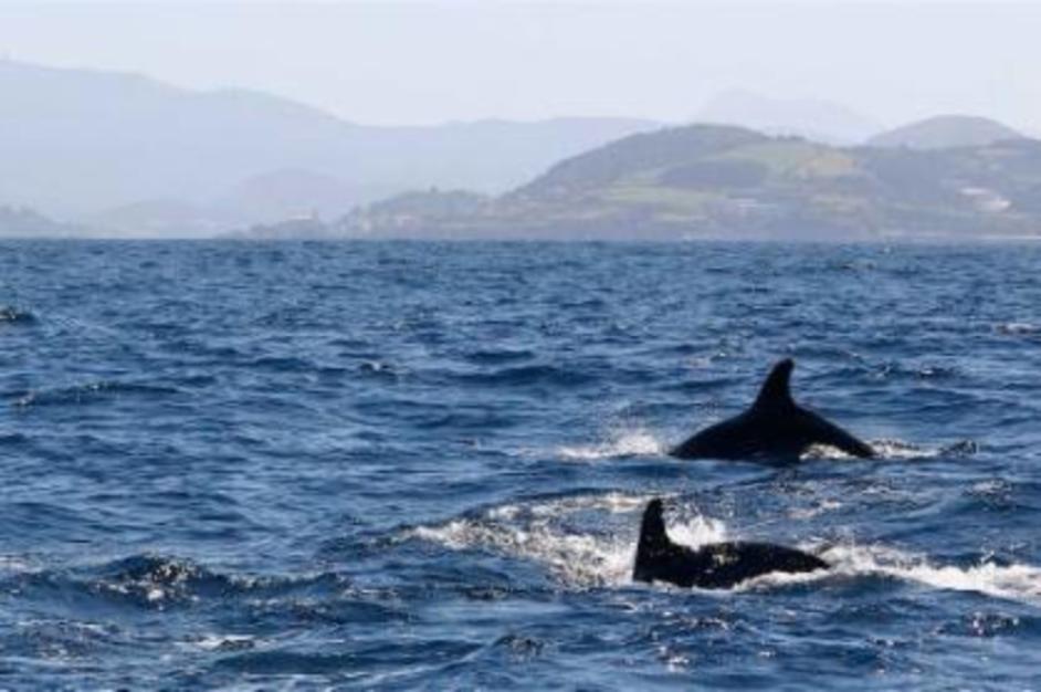 D�nde avistar ballenas y delfines en la Costa Vasca