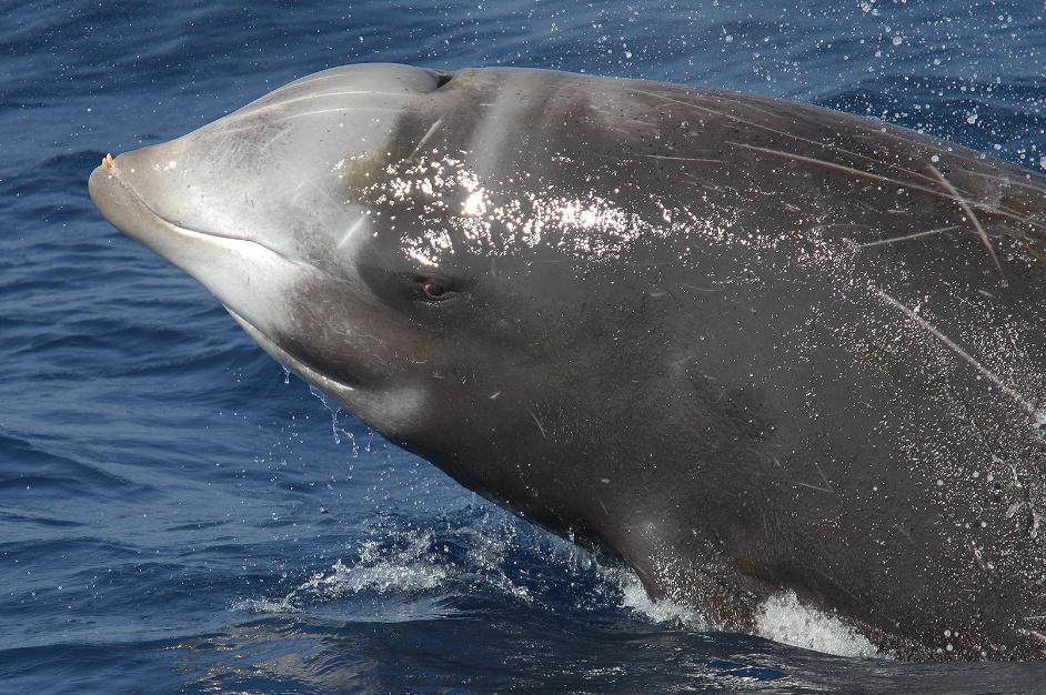 D�nde avistar ballenas y delfines en la Costa Vasca