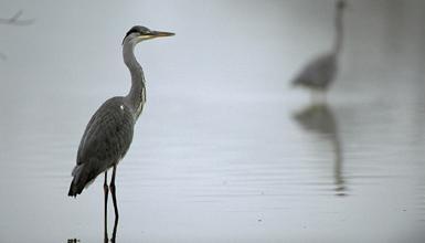 Parque Ornitol&oacute;gico de Mendixur