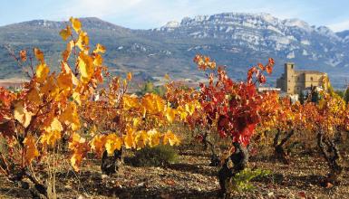 Ruta del Vino