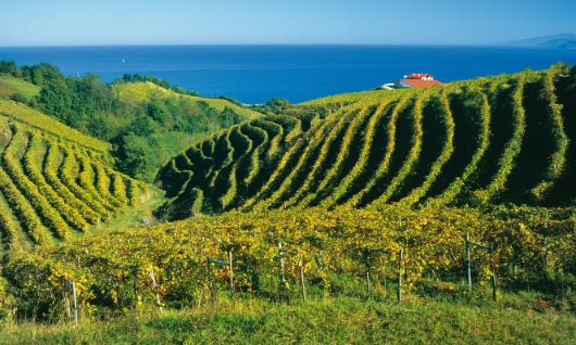 Vi�edos en Getaria