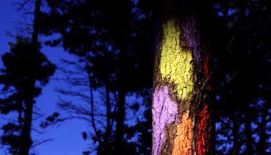 Oma Forest