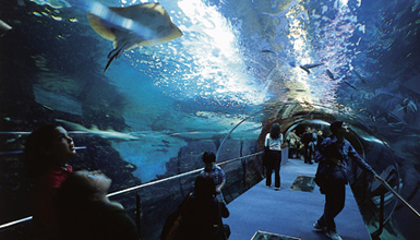 Donostiako Aquariuma