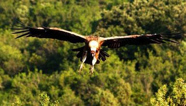 Sai arrea Valderejon