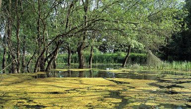 Park Salburua