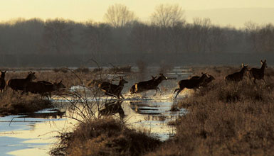 Salburua wetland