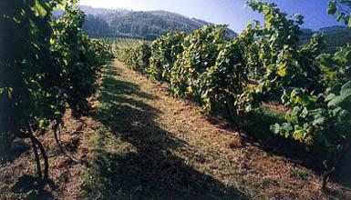 Txakolinaren ahogozoa