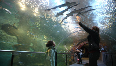 Donostiako Aquariumaren barnealdea