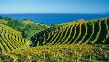 Txakoli de Getaria