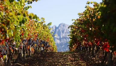 Bodegas y tradici�n en Rioja Alavesa