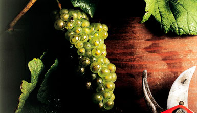 La apasionante historia de un vino milenario 