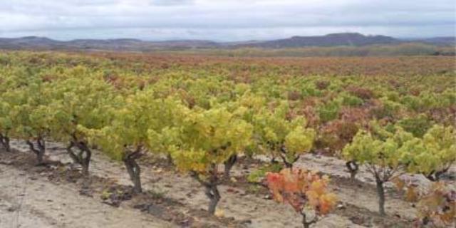 Descubre en piragua la Rioja Alavesa 