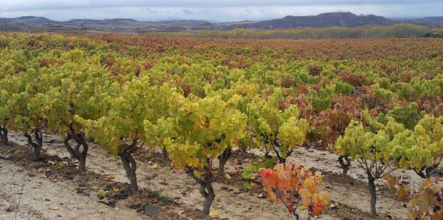 Descubre en piragua  Rioja Alavesa y sus vinos