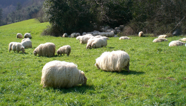 Territorio Idiazabal Visita a una queseria de Goierri