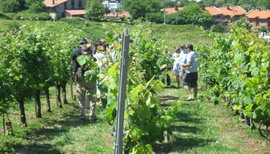 Bakioko txakolina. Bisita eta dastatzea upategian