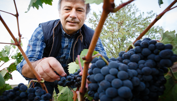Experiencia en vi&ntilde;edo en jeep 4x4 con picnic en Bodegas Palacio