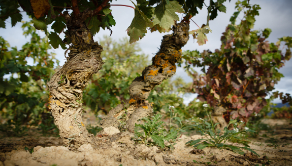 Experiencia en vi&ntilde;edo en jeep 4x4 con picnic en Bodegas Palacio