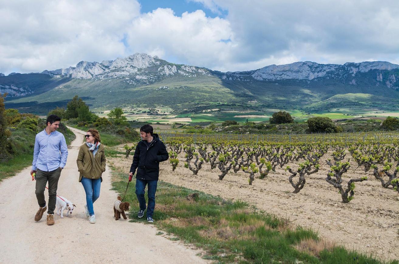 Walking among the vineyards of Rioja Alavesa
