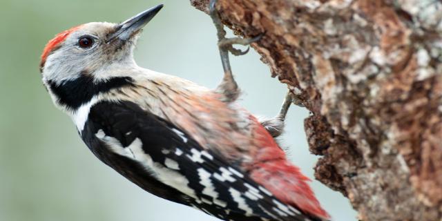 Pico mediano (CC BY-3.0-ES 2012/EJ-GV/Irekia-Gobierno Vasco/Mikel Arrazola)