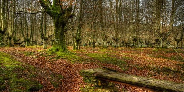 Hayedos Otxandio Hayedos Otxandio