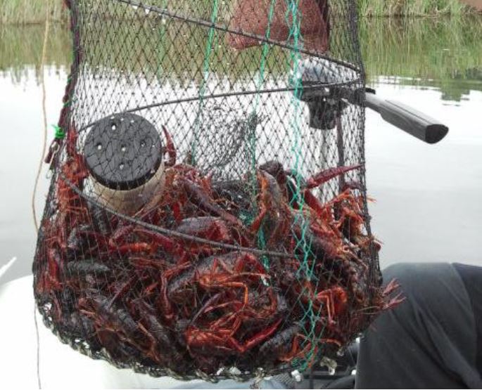 Pesca de cangrejos aloctonos