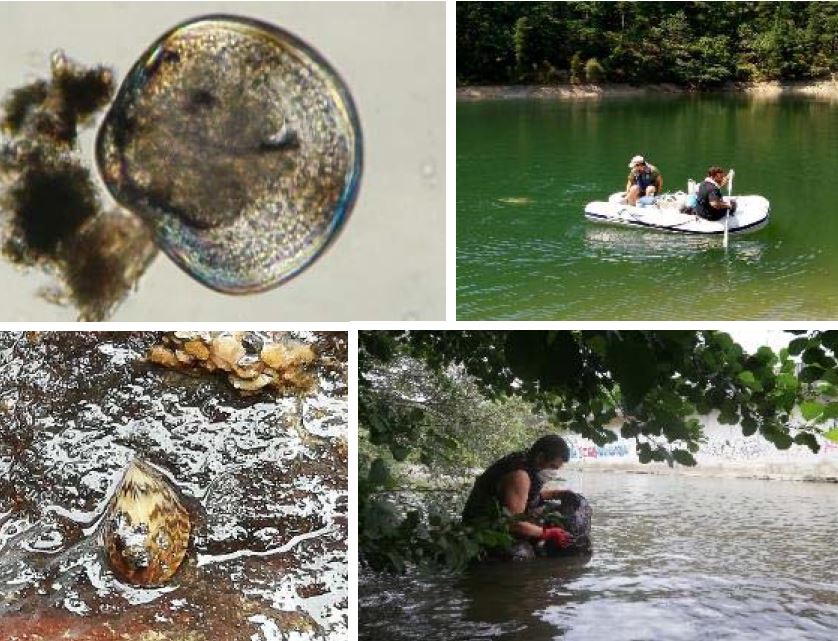 Zebra muskuiluaren irudiak: bai larbak zein ale helduak