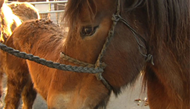 Exposici�n de ganado equino