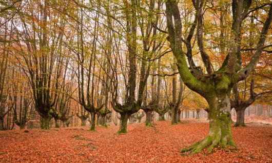 Parc Naturel de Gorbeia