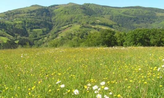 Pagoetako Parke Naturala