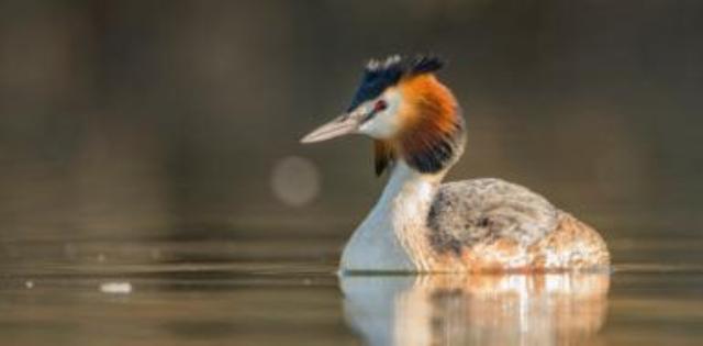 Somormujo lavanco (CC BY-3.0-ES 2012/EJ-GV/Irekia-Gobierno Vasco/Peio Murua Alzola)