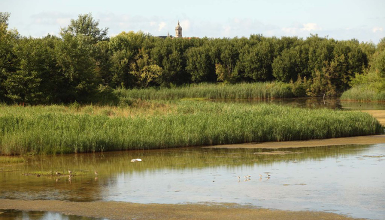 Vista de las marismas de Txingudi
