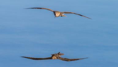 Kurlinka handia (CC BY-3.0-ES 2012/EJ-GV/Irekia-Gobierno Vasco/Javier Fco. Huici Loyarte)