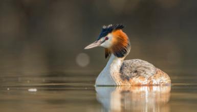 Murgil handia (CC BY-3.0-ES 2012/EJ-GV/Irekia-Gobierno Vasco/Peio Murua Alzola)