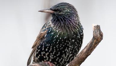 Estornino pinto (CC BY-3.0-ES 2012/EJ-GV/Irekia-Gobierno Vasco/Mikel Arrazola)