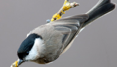 Alimoche com�n (CC BY-3.0-ES 2012/EJ-GV/Irekia-Gobierno Vasco/Mikel Arrazola)