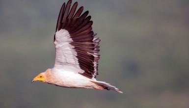 Kaskabeltz txikia (CC BY-3.0-ES 2012/EJ-GV/Irekia-Gobierno Vasco/Mikel Arrazola)
