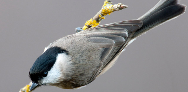 Sai zuria (CC BY-3.0-ES 2012/EJ-GV/Irekia-Gobierno Vasco/Mikel Arrazola)