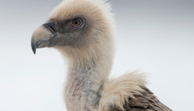 Sai arrea (CC BY-3.0-ES 2012/EJ-GV/Irekia-Gobierno Vasco/Mikel Arrazola)