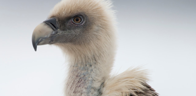 Sai arrea (CC BY-3.0-ES 2012/EJ-GV/Irekia-Gobierno Vasco/Mikel Arrazola)