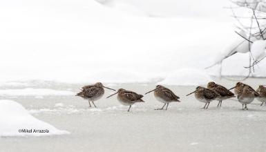 Istingor arrunta (CC BY-3.0-ES 2012/EJ-GV/Irekia-Gobierno Vasco/Mikel Arrazola)