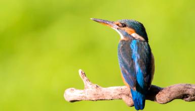 Mart�n arrantzalea (CC BY-3.0-ES 2012/EJ-GV/Irekia-Gobierno Vasco/Mikel Arrazola)