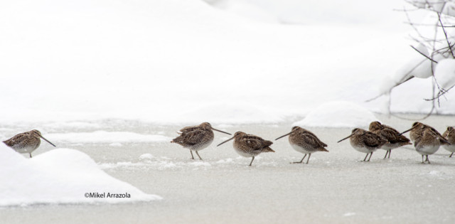 Istingor arrunta (CC BY-3.0-ES 2012/EJ-GV/Irekia-Gobierno Vasco/Mikel Arrazola)