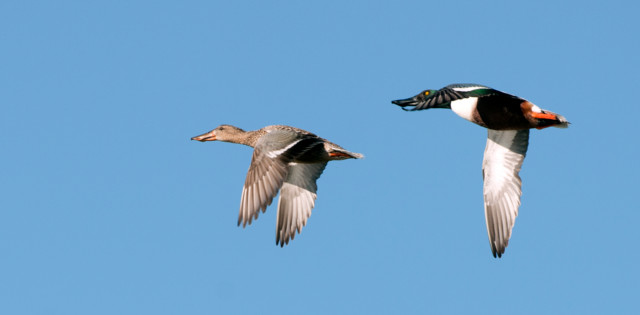 Canard souchet (CC BY-3.0-ES 2012/EJ-GV/Irekia-Gobierno Vasco/Mikel Arrazola)