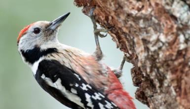 Pico mediano (CC BY-3.0-ES 2012/EJ-GV/Irekia-Gobierno Vasco/Mikel Arrazola)