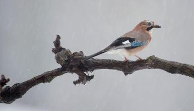 Arrendajo com�n (CC BY-3.0-ES 2012/EJ-GV/Irekia-Gobierno Vasco/Mikel Arrazola)